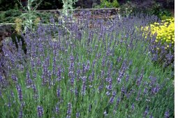 Lavender 'Munstead'